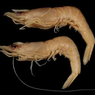 가시발새우