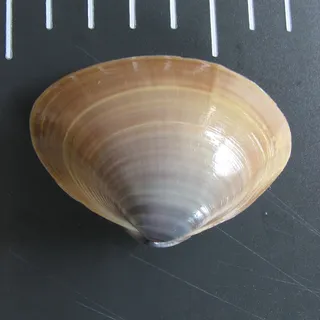개량조개